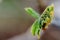 Chestnut tree leaves bloom in spring. Birth and ecological concept. Close-up of the leaf.