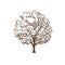 Chestnut tree with leaves, summer motifs of nature, plants, environment.