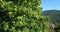 Chestnut tree, Saint Martin de Lansuscle, The Cevennes National park, Lozere department, France