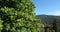 Chestnut tree, Saint Martin de Lansuscle, The Cevennes National park, Lozere department, France