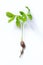 Chestnut tree sapling with roots on white background