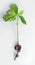 Chestnut tree sapling with roots on white background