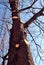 Chestnut tree trunk with sawn branches, trimming and cleaning tree at spring, blue bright sky background with wires