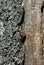 Chestnut tree trunk texture with white moss close up detail with red firebug Pyrrhocoris apterus