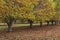 Chestnut trees in Autumn in Bright Australia