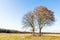 Chestnut trees in the fall.