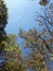 Chestnut trees with plane passing in the background