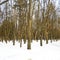 Chestnut trees under the snow