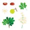 Chestnut vector illustration elements collection, seasonal floral design nature objects set, leaves,chestnuts and blooming flowers