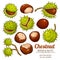 Chestnut vector isolated