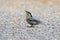 Chestnut-vented Nuthatch Sitta nagaensis Beautiful Birds of Thailand