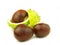 Chestnut very close