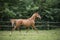 Chestnut warmblood horse trots in a field