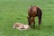 A chestnut warmblood mare with her palomino foal in a green meadow. The filly is resting in the grass
