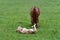 A chestnut warmblood mare with her palomino foal in a green meadow. The filly is rolling in the grass