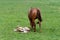 A chestnut warmblood mare with her palomino foal in a green meadow. The filly is rolling in the grass