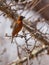 The Chestnut Weaver bird