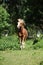 Chestnut welsh mountain pony stallion running