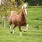 Chestnut welsh pony with blond hair running on pasturage