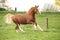 Chestnut welsh pony with blond hair running on pasturage