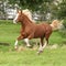 Chestnut welsh pony with blond hair running on pasturage