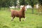 Chestnut welsh pony with blond hair running on pasturage