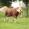 Chestnut welsh pony with blond hair running on pasturage