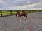 Chestnut welsh pony gelding being worked in equestrian arena with training aids