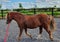 Chestnut welsh pony gelding being worked at a trot on the lunge in equestrian arena