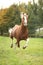 Chestnut welsh pony stallion with blond hair