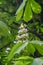 Chestnut white flowers, green tree with leafs, close up