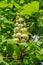 Chestnut white flowers, green tree with leafs, close up