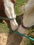 Chestnut and white horses greeting each other