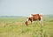 Chestnut and white paint horse grazing in pasture
