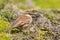 Chestnut-winged Cinclodes - Cinclodes albidiventris