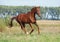 Chestnut young stallion galloping