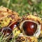 Chestnuts Aesculus Hippocastanum lying between grass