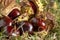Chestnuts Aesculus Hippocastanum lying between grass