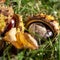 Chestnuts Aesculus Hippocastanum lying between grass