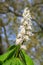 Chestnuts bloom