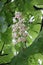 Chestnuts bloomed white flowers. The chestnut blossoms look like a candle.