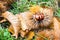 Chestnuts in the burr in  the Mediterranean scrub in Tuscany, Italy