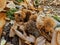 Chestnuts curls and dry leaves