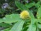 Chestnuts, European ripening period, green fruits on tree branches in a natural prickly shell.