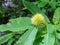 Chestnuts, European ripening period, green fruits on tree branches in a natural prickly shell.