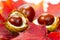 Chestnuts on fall leaves