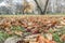 Chestnuts fallen leaves and conkers burs on grass on background of autumn city park. Selected focus