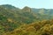 Chestnuts forest in corsica mountain