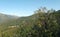 Chestnuts forest in Corsica mountains