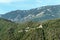 Chestnuts forest in Corsica mountains